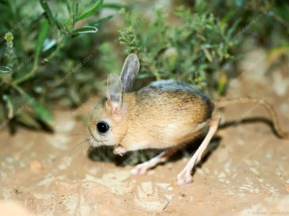 Eine Kleine Wüstenspringmaus mit sandfarbenem Fell sitzt auf einer Düne in der Wüste.