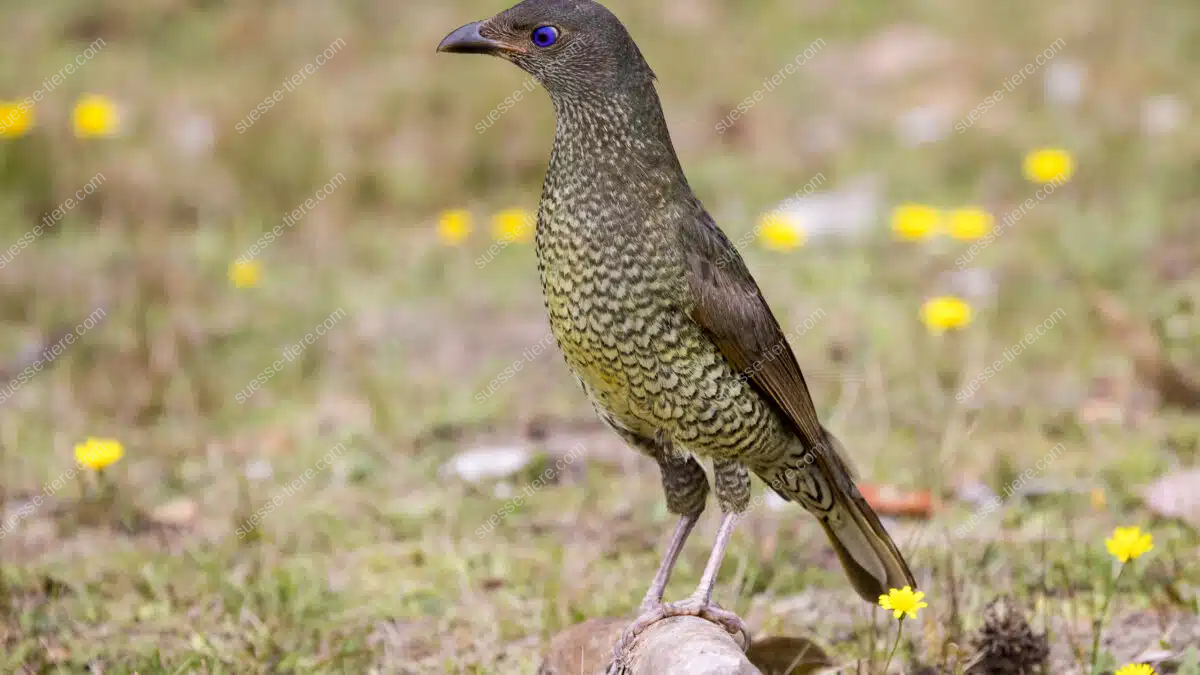 Ein Laubenvogel steht auf einem Ast in einer Wiese mit gelben Blüten.