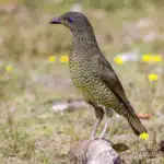 Ein Laubenvogel steht auf einem Ast in einer Wiese mit gelben Blüten.