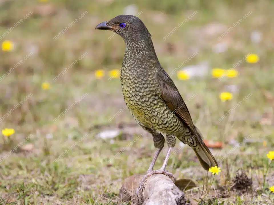 Ein Laubenvogel steht auf einem Ast in einer Wiese mit gelben Blüten.