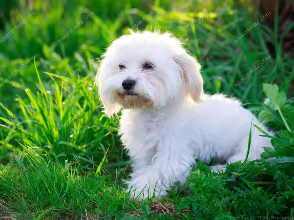 Ein Malteser Hund mit langem, weißem Fell sitzt aufmerksam im Garten und blickt neugierig nach vorne.