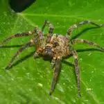 Eine Nosferatu-Spinne sitzt mit gespreizten Beinen auf einem großen grünen Blatt und ist deutlich zu erkennen.