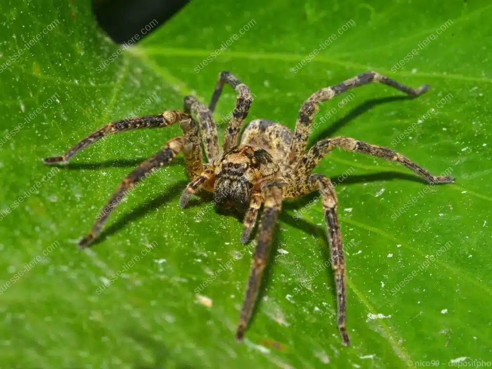 Eine Nosferatu-Spinne sitzt mit gespreizten Beinen auf einem großen grünen Blatt und ist deutlich zu erkennen.