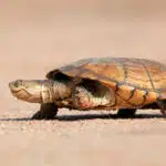 Eine Pelomedusenschildkröte bewegt sich langsam über trockenen, sandigen Boden.