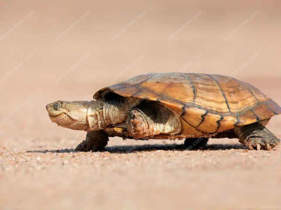 Eine Pelomedusenschildkröte bewegt sich langsam über trockenen, sandigen Boden.