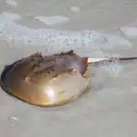 Ein Pfeilschwanzkrebs mit hufeisenförmigem Panzer bewegt sich über einen sandigen Untergrund im seichten Wasser.