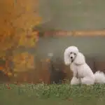 Ein Pudel mit lockigem Fell sitzt aufmerksam auf einer grünen Wiese und schaut in die Kamera.