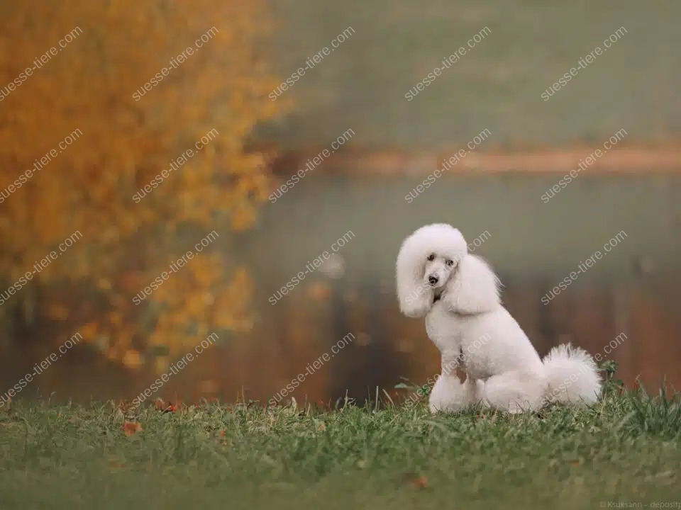 Ein Pudel mit lockigem Fell sitzt aufmerksam auf einer grünen Wiese und schaut in die Kamera.
