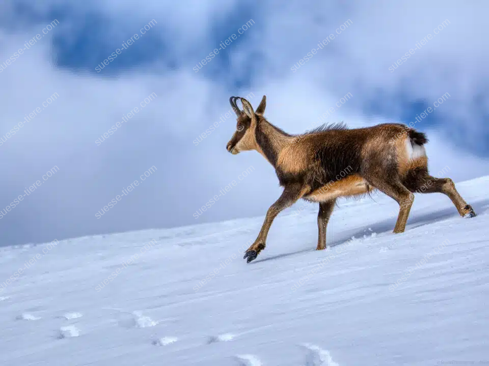 Eine Pyrenäen-Gämse bewegt sich über einen schneebedeckten Hang unter blauem Himmel mit Wolken.