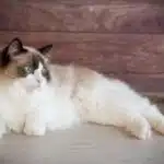 Eine Ragdoll-Katze mit blauen Augen liegt entspannt auf einem Holzboden.