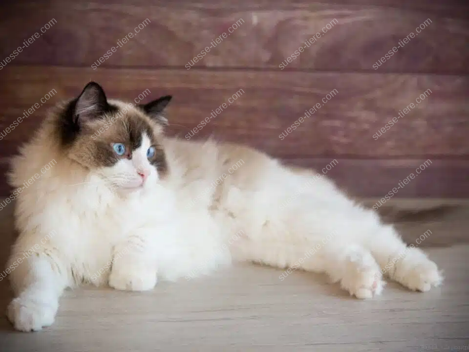 Eine Ragdoll-Katze mit blauen Augen liegt entspannt auf einem Holzboden.