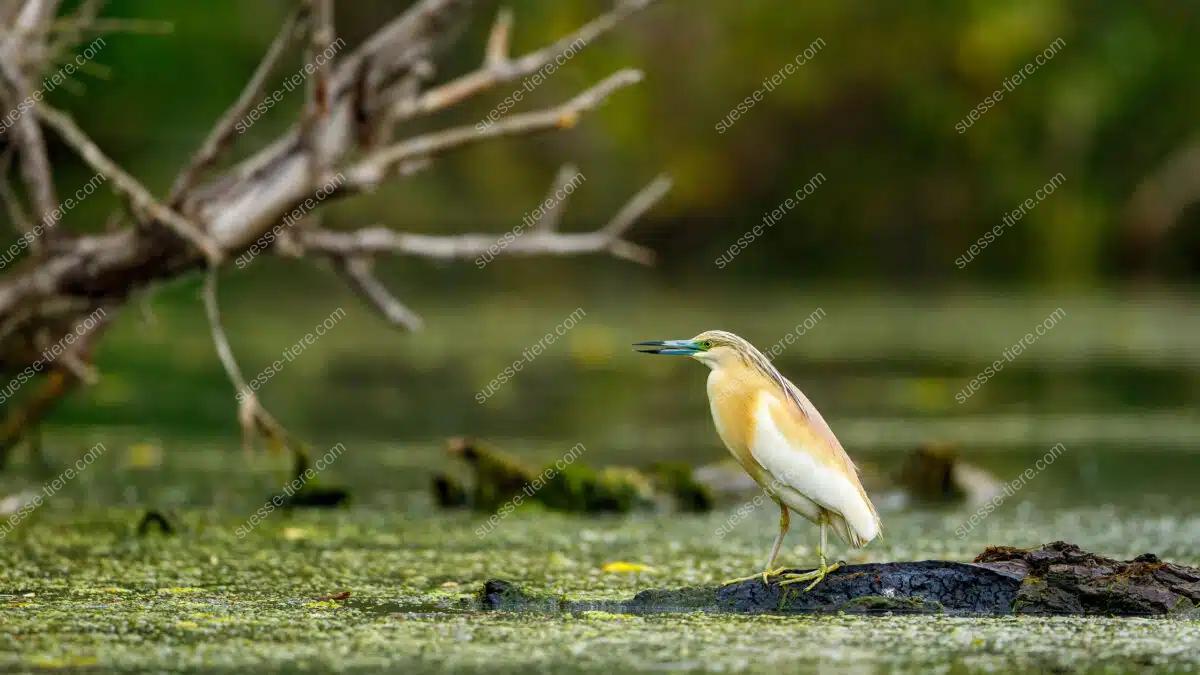 Ein Rallenreiher mit braunem Federkleid steht auf einem im Wasser liegenden Baumstamm und beobachtet aufmerksam die Umgebung.
