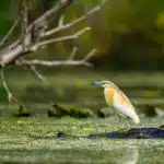 Ein Rallenreiher mit braunem Federkleid steht auf einem im Wasser liegenden Baumstamm und beobachtet aufmerksam die Umgebung.