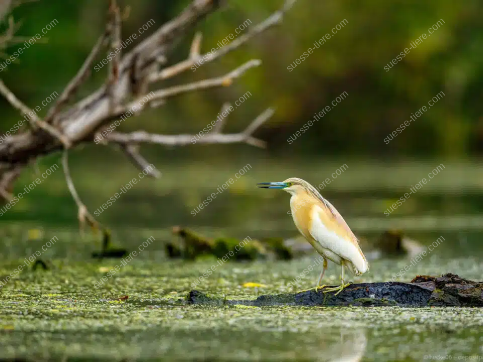 Ein Rallenreiher mit braunem Federkleid steht auf einem im Wasser liegenden Baumstamm und beobachtet aufmerksam die Umgebung.