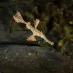 Mehrere robuste Geisterpfeifenfische tarnen sich geschickt zwischen Seegras im tropischen Riff.