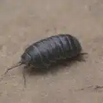 Eine Rollassel läuft seitlich auf einem hellbraunen, glatten Steinboden.