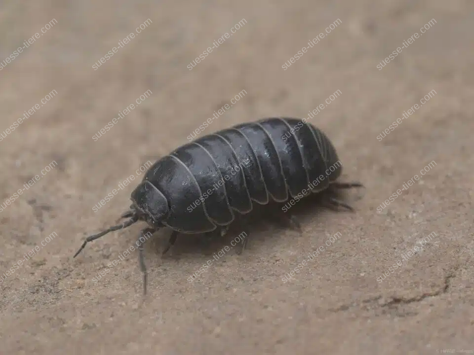 Eine Rollassel läuft seitlich auf einem hellbraunen, glatten Steinboden.