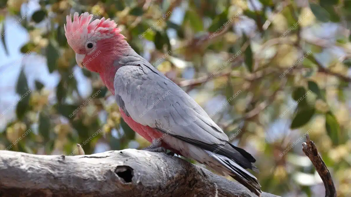 Ein Rosakakadu mit rosa Brust und grauen Flügeln sitzt auf einem Ast, im Hintergrund grünes Laub.