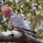 Ein Rosakakadu mit rosa Brust und grauen Flügeln sitzt auf einem Ast, im Hintergrund grünes Laub.