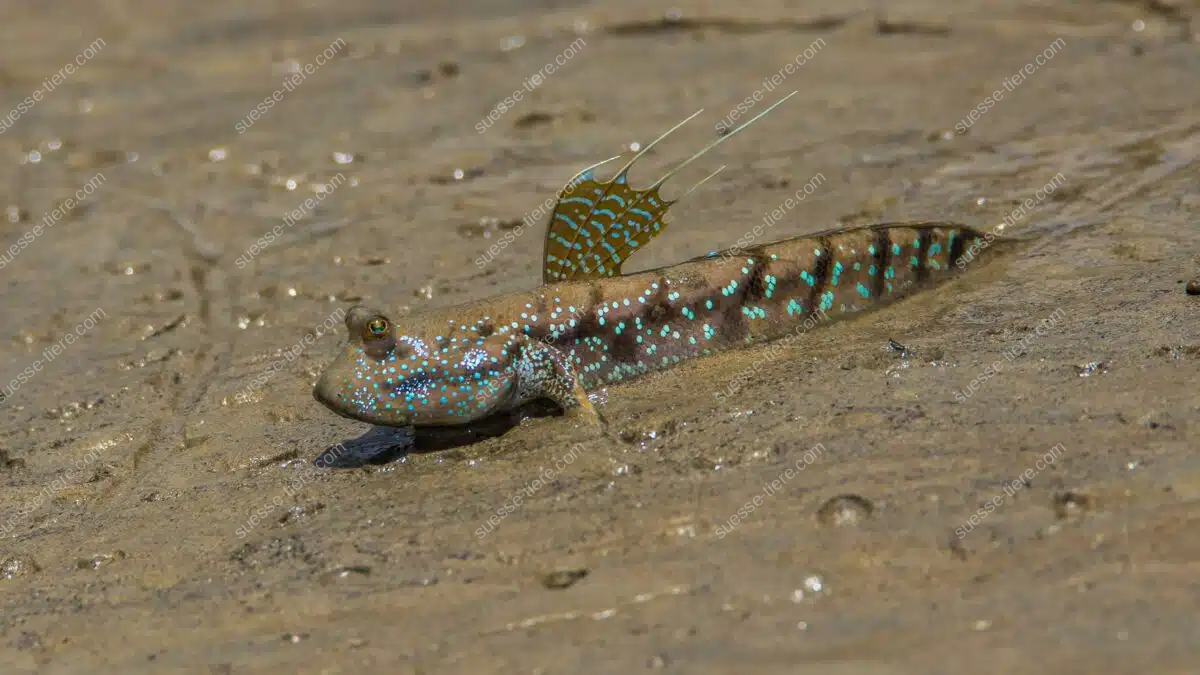 Ein einzelner Schlammspringer mit graubraunem Körper und blauen Punkten liegt auf feuchtem Schlick.