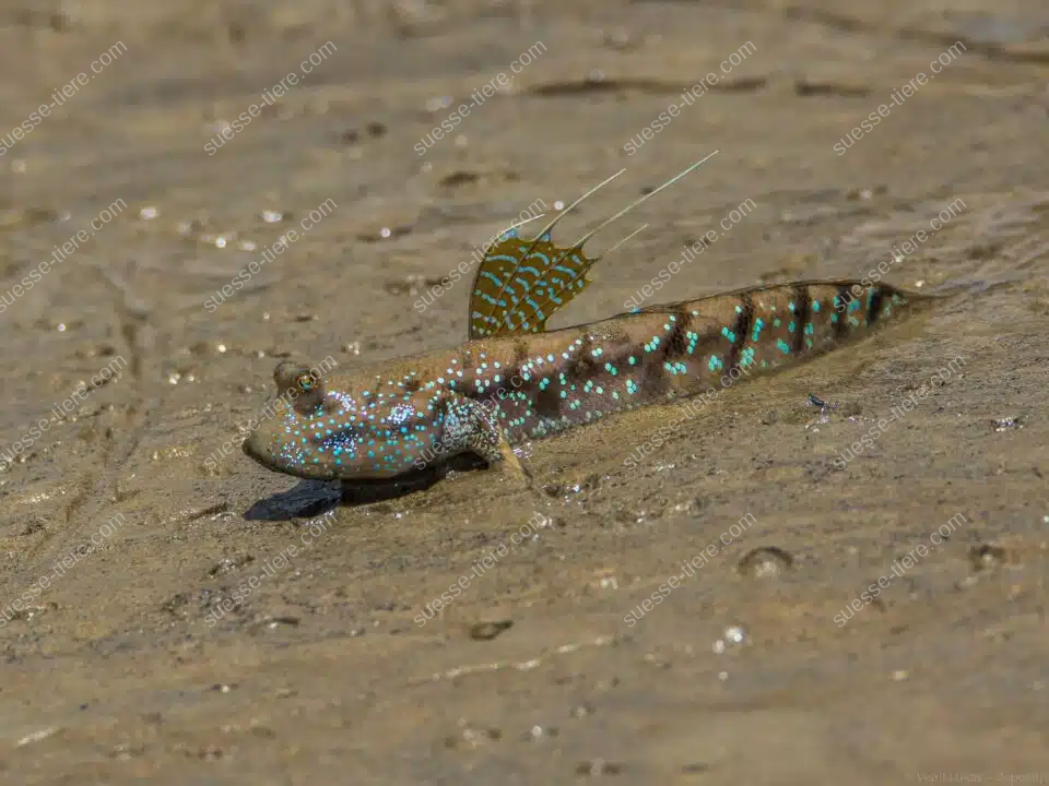 Ein einzelner Schlammspringer mit graubraunem Körper und blauen Punkten liegt auf feuchtem Schlick.