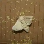 Ein Seidenspinner Falter sitzt auf Karton und legt zahlreiche gelbe Eier ab.