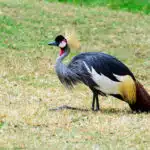 Ein Südafrika-Kronenkranich steht im trockenen Gras einer offenen Landschaft.