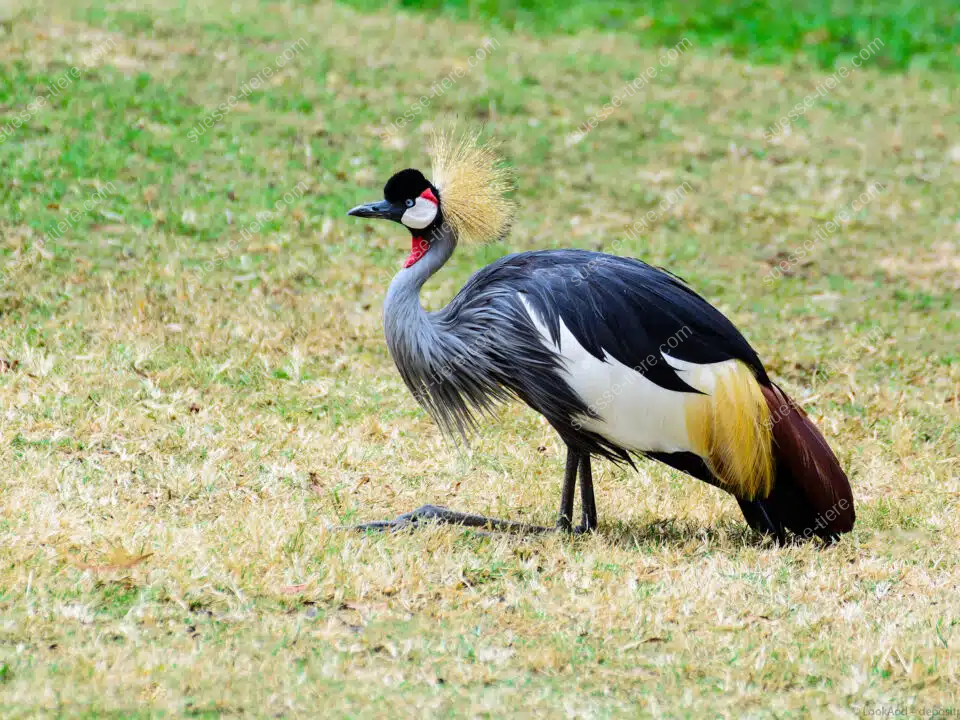 Ein Südafrika-Kronenkranich steht im trockenen Gras einer offenen Landschaft.