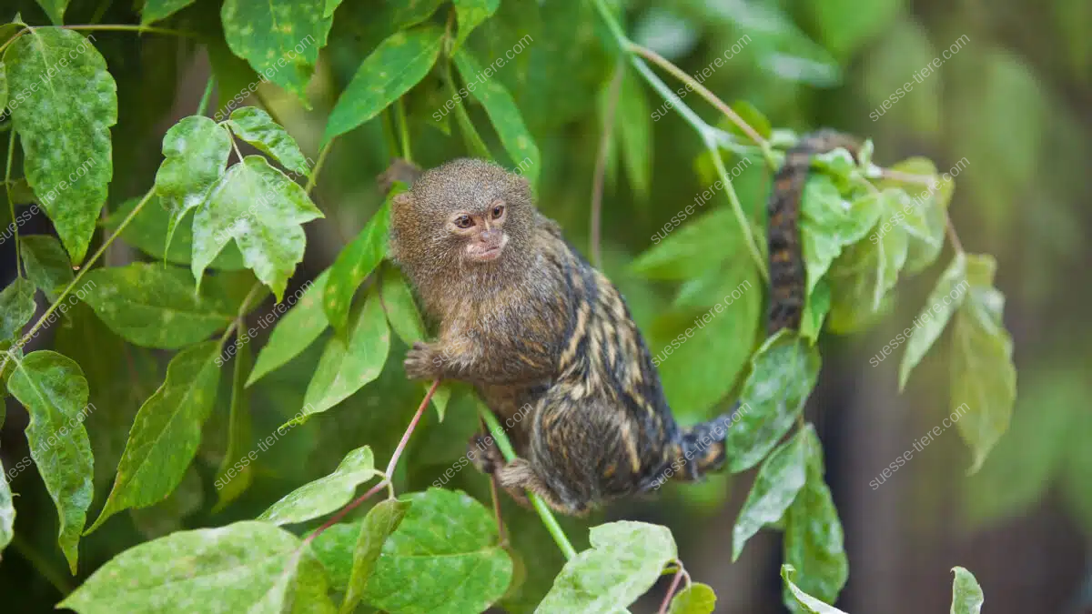 Ein Zwergseidenäffchen sitzt aufmerksam auf einem Ast im Regenwald.