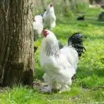 Ein Brahma-Huhn steht auf einer grünen Wiese, sein dichtes Federkleid wirkt besonders prächtig.