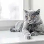 Eine Britisch Kurzhaar Katze liegt entspannt auf einer Fensterbank und schaut mit großen Augen.
