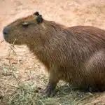 Ein Capybara (Wasserschwein) sitzt auf trockenem Boden und kaut an einem Halm Heu.