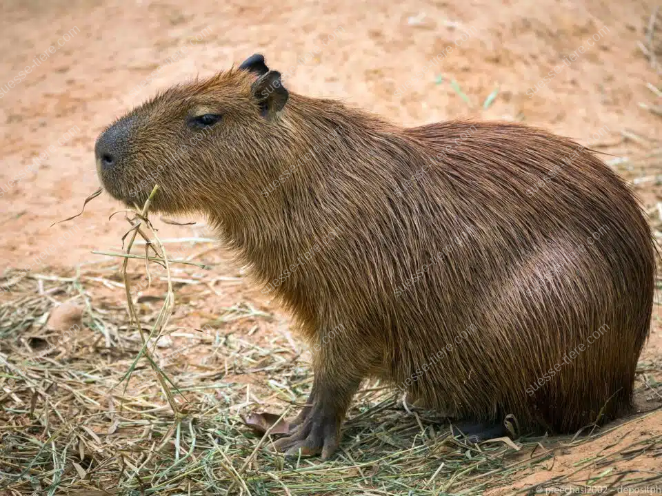 Ein Capybara (Wasserschwein) sitzt auf trockenem Boden und kaut an einem Halm Heu.