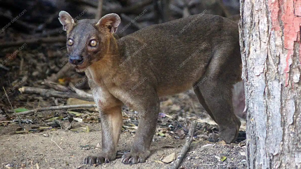 Eine Fossa steht aufmerksam am Waldboden neben einem Baum, ihr wachsamer Blick und ihr kräftiger Körper sind klar erkennbar.