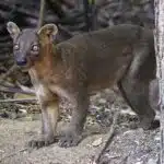 Eine Fossa steht aufmerksam am Waldboden neben einem Baum, ihr wachsamer Blick und ihr kräftiger Körper sind klar erkennbar.
