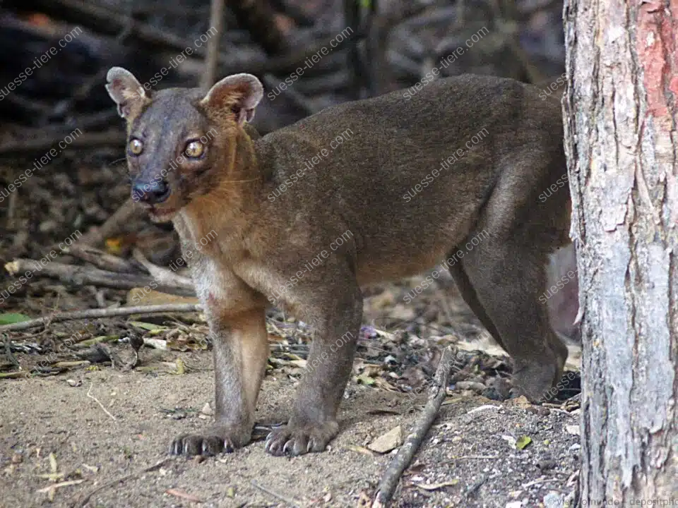 Eine Fossa steht aufmerksam am Waldboden neben einem Baum, ihr wachsamer Blick und ihr kräftiger Körper sind klar erkennbar.