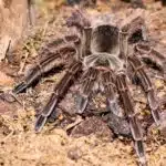 Eine Goliath-Vogelspinne sitzt auf feuchtem Waldboden und zeigt ihre kräftigen Beine.