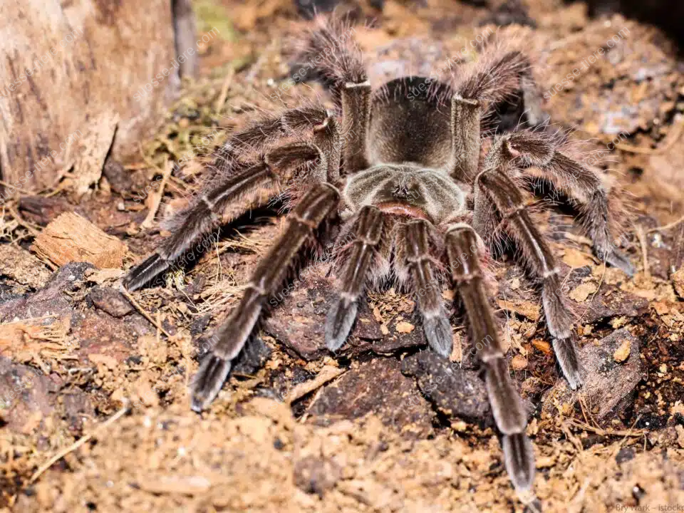 Eine Goliath-Vogelspinne sitzt auf feuchtem Waldboden und zeigt ihre kräftigen Beine.