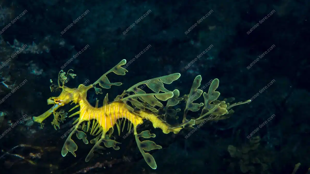 Ein Großer Fetzenfisch mit blattartigen Anhängen schwimmt gut getarnt im Seegras.