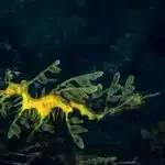 Ein Großer Fetzenfisch mit blattartigen Anhängen schwimmt gut getarnt im Seegras.