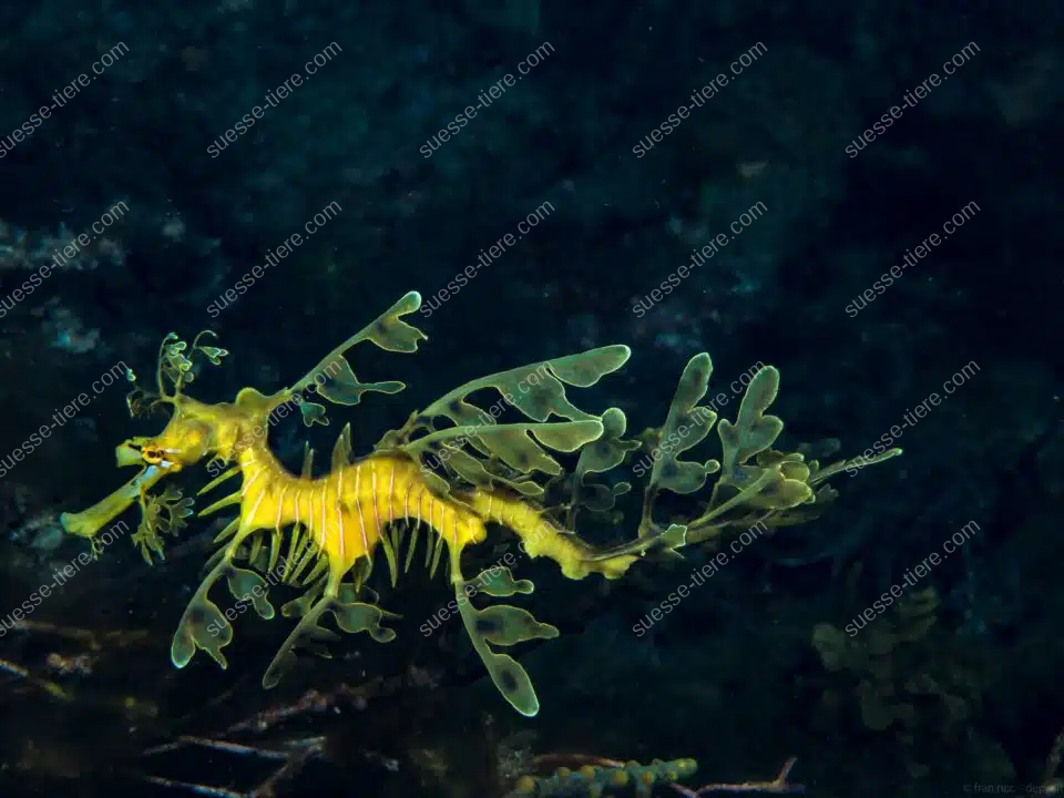 Ein Großer Fetzenfisch mit blattartigen Anhängen schwimmt gut getarnt im Seegras.