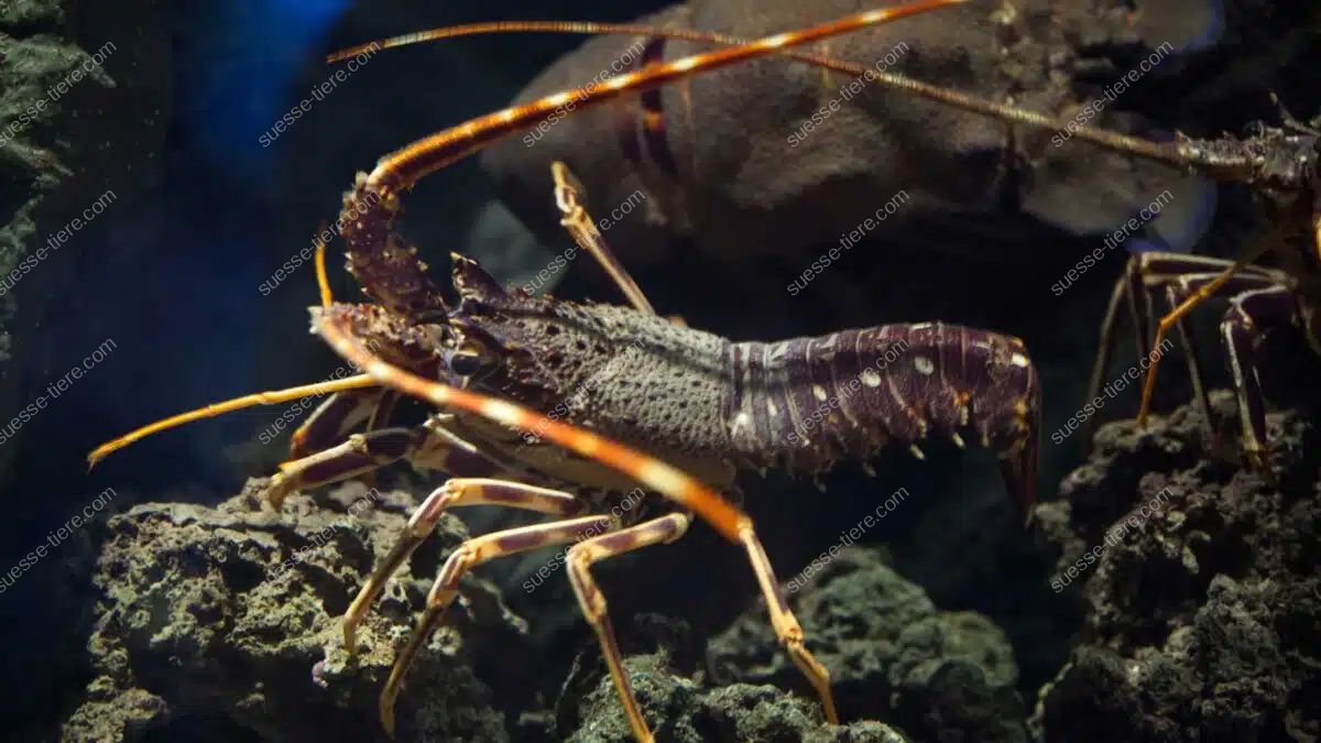 Eine Languste mit langen Antennen bewegt sich über den felsigen Boden im Meer.