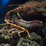 Eine Languste mit langen Antennen bewegt sich über den felsigen Boden im Meer.