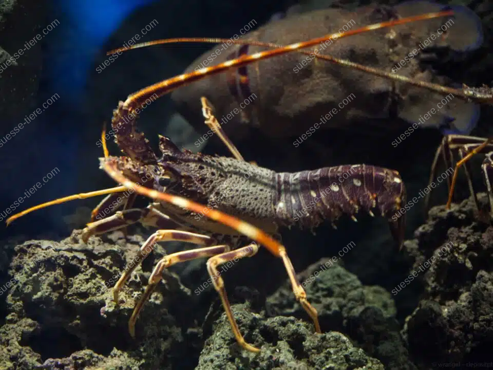 Eine Languste mit langen Antennen bewegt sich über den felsigen Boden im Meer.