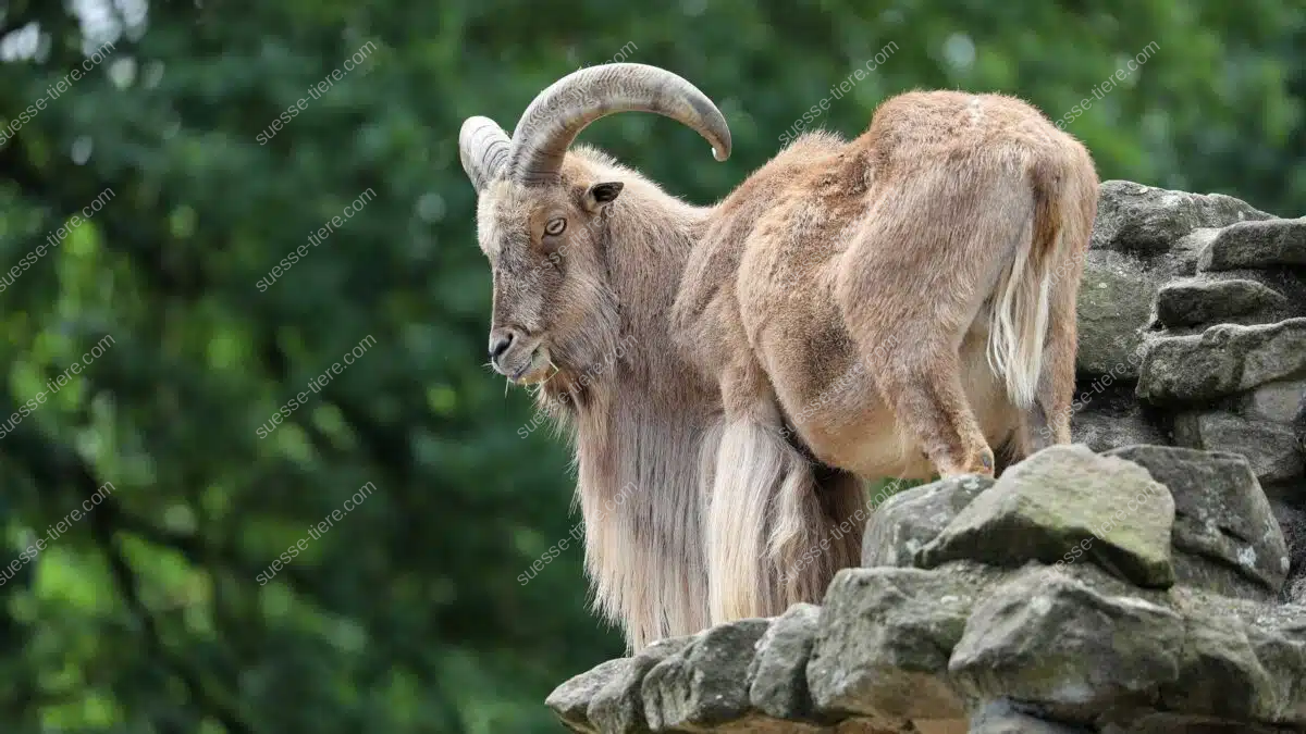 Ein Mähnenspringer mit langer Mähne steht auf einem Felsen und blickt aufmerksam ins Tal.