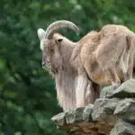 Ein Mähnenspringer mit langer Mähne steht auf einem Felsen und blickt aufmerksam ins Tal.