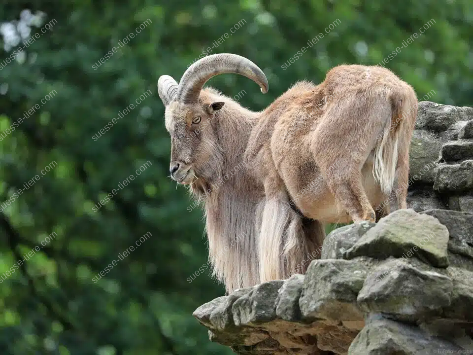 Ein Mähnenspringer mit langer Mähne steht auf einem Felsen und blickt aufmerksam ins Tal.