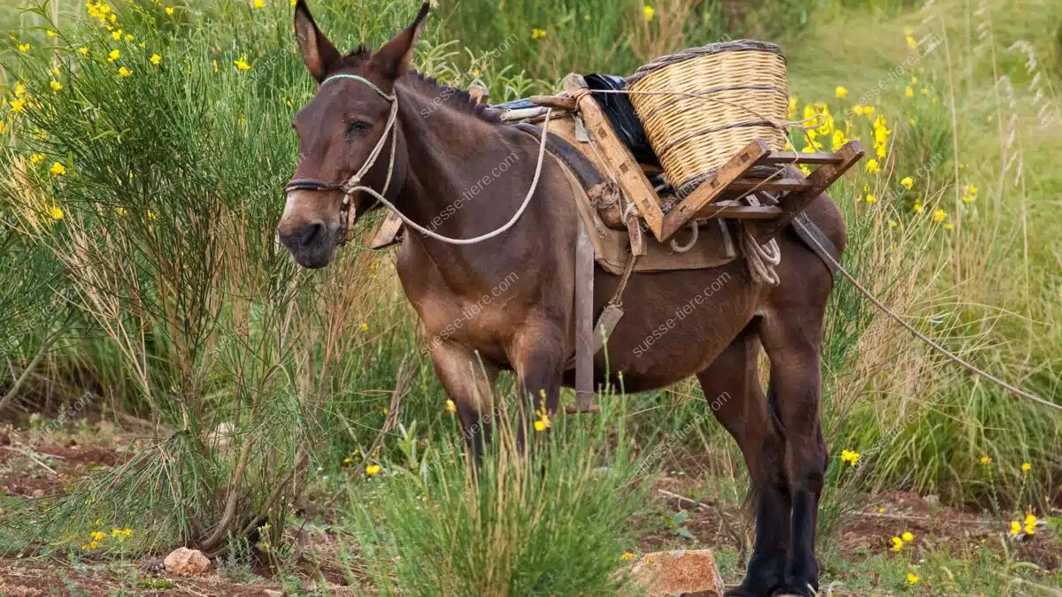 Ein Maultier mit langen Ohren trägt sicher Lasten auf einem schmalen Bergpfad.
