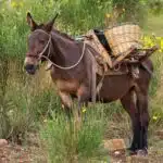 Ein Maultier mit langen Ohren trägt sicher Lasten auf einem schmalen Bergpfad.