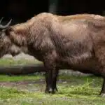 Ein Mishmi-Takin mit zottigem Fell und gebogenen Hörnern steht in einer bergigen Landschaft.